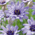 Catananche Collection