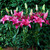 Lilium Asiatic Collection