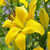 Lilium Asiatic Collection