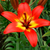 Lilium Bicolour Asiatic Collection