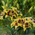 Lilium Bicolour Asiatic Collection