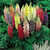 Cottage Garden Perennial Collection (7cm)