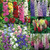 Cottage Garden Perennial Collection (7cm)