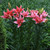 Double Asiatic Lily Collection