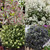 Pittosporum Collection