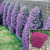 Aubrieta Cascade Collection 7cm