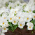 132 Trailing Pansy Cool Wave Collection
