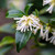 Sarcococca Collection