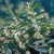 Sarcococca Collection