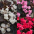 Begonia Semperflorens Doublet Collection