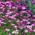Saxifraga arendsii Collection (varieties)