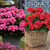 Geranium Big Eeze Collection B