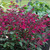 Salvia Salmia Collection