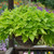 Ipomoea Sweet Caroline Collection