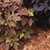 Ipomoea Sweet Caroline Collection