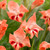 New Rare and Unusual Gladioli Nanus Collection