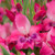 New Rare and Unusual Gladioli Nanus Collection