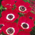 Anemone De Caen Collection