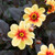 Dahlia Mignon Collection