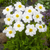 Dahlia Mignon Collection