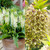 Eucomis Collection