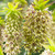 Eucomis Collection
