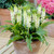 Eucomis Collection