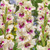 Gladiolus Rare Novelty Collection