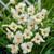 Gladioli nanus Collection