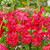 Gladioli nanus Collection