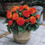 Begonia Non Stop Exhibition Size Collection