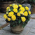 Begonia Non Stop Exhibition Size Collection