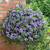 Purple Blue Basket Collection