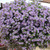 Basket plant Blue-Purple Theme Collection