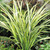Phormium Collection