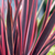 Phormium Collection