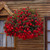 Begonia Firewings Tricolour Collection