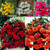 Begonia Giant Cascading Collection