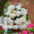 Begonia Giant Cascading Collection