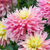 Dahlia Cactus Rare Collection C
