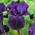 Iris germanica Collection B (Bearded Iris)