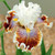 Iris germanica Collection B (Bearded Iris)