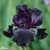 Iris germanica 'Collection B' (Bearded Iris)