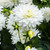 Dahlia Decorative Premium Collection