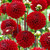 Dahlia Pompom Collection B