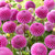 Dahlia Pompom Collection B