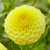Dahlia Pompom Collection B