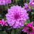 Dahlia Dinner Plate B Collection