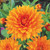 Dahlia Dinner Plate B Collection