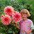 Dahlia Dinner Plate B Collection